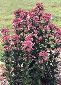 Eupatorium dubium 'Little Joe'